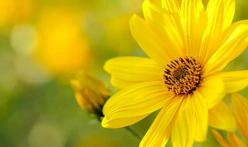 Yellow flower day
